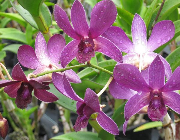 Orchids-2